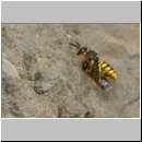 Philanthus triangulum - Bienenwolf w38h beim Nestanflug mit Honigbiene - Sandgrube OS-Wallenhorst.jpg